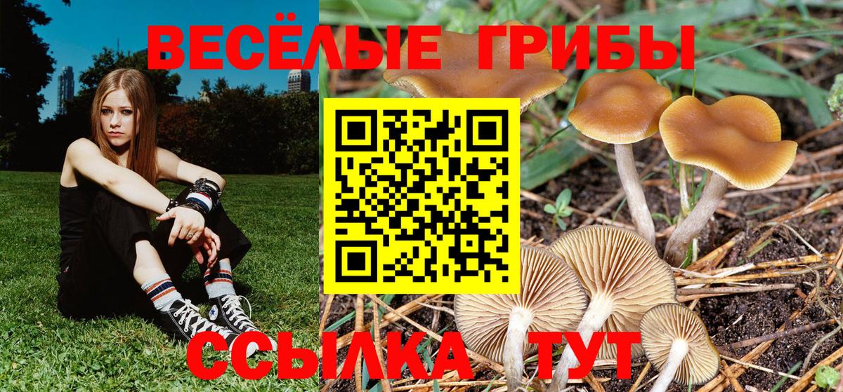 Псилоцибиновые грибы мицелий Балтийск